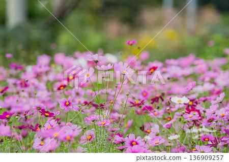 Cosmos swaying in the wind 136909257