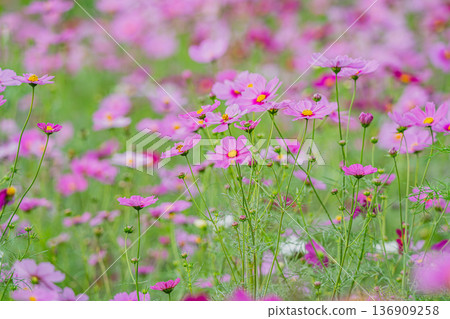 Pink cosmos blooming in the autumn flower cosmos field 136909258