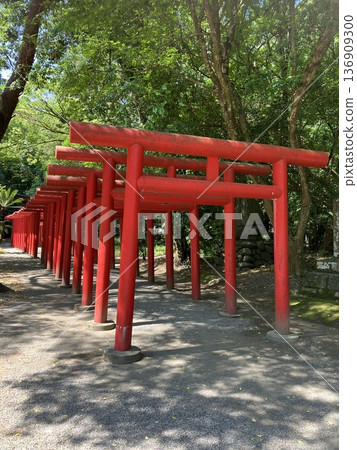 鹿兒島縣鹿屋市，新德稻荷神社五彩繽紛的千座鳥居，陽光透過樹木灑下斑駁的光影。 136909300