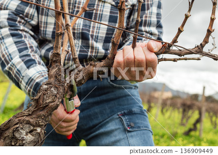 Farmer pruning the vine in winter. Agriculture. Farmer pruning the vine in winter. Agriculture. 136909449