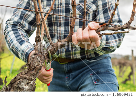 Farmer pruning the vine in winter. Agriculture. 136909451
