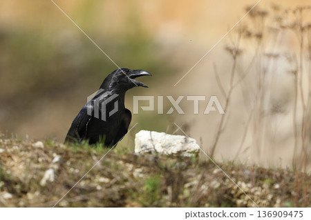 Black bird common raven sitting on the stone in the forest nature habitat, animal in autumn wood, dark plumage and big bill, Czech republic Black bird common raven sitting on the stone in the forest nature habitat, animal in autumn wood, dark plumage and big bill, Czech republic 136909475