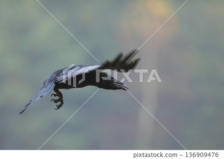 Black bird common raven flying in the forest nature habitat, animal in autumn wood, dark plumage and big bill, Czech republic Black bird common raven flying in the forest nature habitat, animal in autumn wood, dark plumage and big bill, Czech republic 136909476