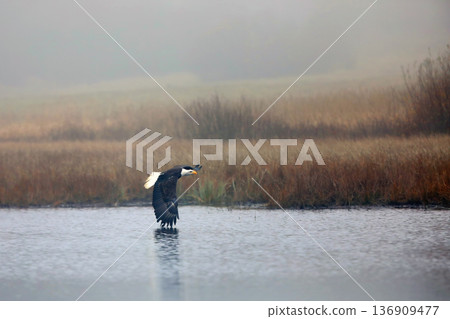 Bald eagle in flight over pond with reflection showing in water, Alaska. Haliaeetus leucocephalus. Winter scene in nature habitat Bald eagle in flight over pond with reflection showing in water, Alaska. Haliaeetus leucocephalus. Winter scene in nature habitat 136909477