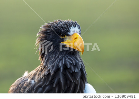 Steller`s sea eagle (Haliaeetus pelagicus), portrait of brown bird of prey with big yellow bill. Japan Steller`s sea eagle (Haliaeetus pelagicus), portrait of brown bird of prey with big yellow bill. Japan 136909481