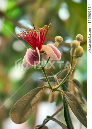 Close up of a feijoa blossom with vibrant red stamens and pale pink petals. Exotic flowering plant for botanical and garden design. 136909514