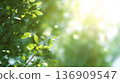 清新綠植和陽光透過樹葉灑下的自然背景。明亮清爽的綠色背景素材。 136909547