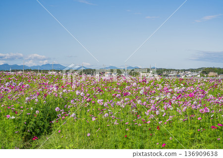 福袋市(靜岡縣)的 Cosmos 田野 福袋市(靜岡縣)的 Cosmos 田野 136909638