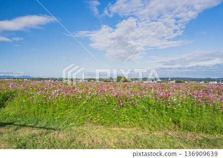 Cosmos fields in Fukuroi City (Shizuoka Prefecture) 136909639