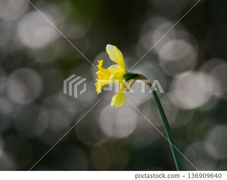 Yellow daffodils in the spring sunshine 136909640