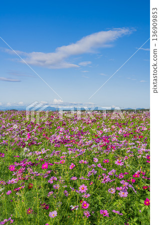 福袋市(靜岡縣)的 Cosmos 田野 福袋市(靜岡縣)的 Cosmos 田野 136909853
