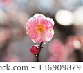 plum	 136909879