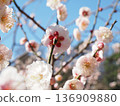 plum	 136909880