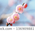 plum	 136909881
