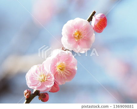 plum plum 136909881
