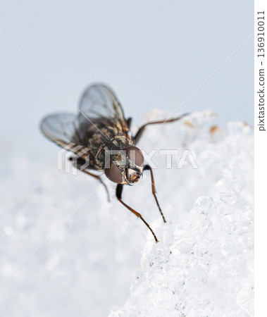 從斜前方看到的，一隻蒼蠅停在雪地上。 136910011
