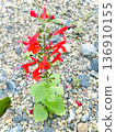 Red flowers blooming in the garden 136910155