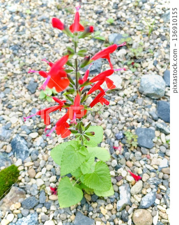 Red flowers blooming in the garden Red flowers blooming in the garden 136910155