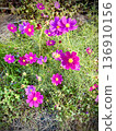 Dark pink cosmos 136910156