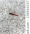 A red dragonfly resting on the road 136910157