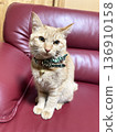 Cat sitting on sofa 136910158