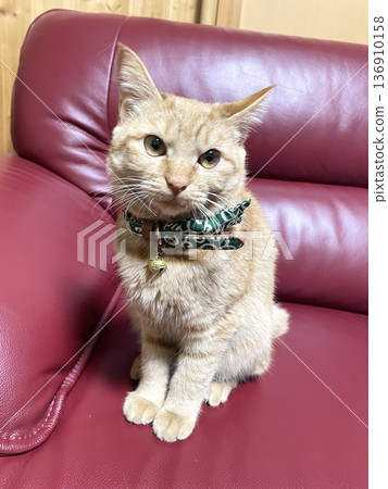 Cat sitting on sofa Cat sitting on sofa 136910158