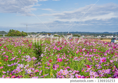 福袋市（靜岡縣）的 Cosmos 田野 136910253