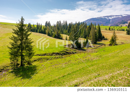 carpathian mountain landscape during spring. peaceful countryside scenery with coniferous forest near grassy field. beautiful borzhava ridge with snow capped top in the distance. remote region carpathian mountain landscape during spring. peaceful countryside scenery with coniferous forest near grassy field. beautiful borzhava ridge with snow capped top in the distance. remote region 136910311