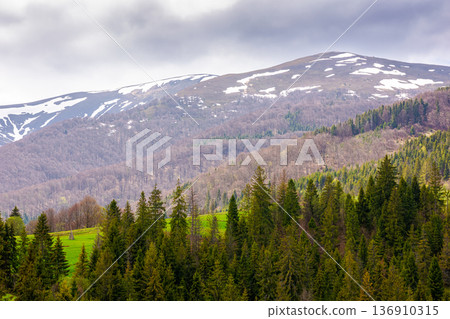coniferous forest of carpathian mountain landscape in spring. lush green nature environment with cloudy sky. view of snow peaks. remote place for outdoor adventures. concept for wellness and escape coniferous forest of carpathian mountain landscape in spring. lush green nature environment with cloudy sky. view of snow peaks. remote place for outdoor adventures. concept for wellness and escape 136910315