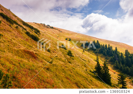 virgin coniferous forest in carpathian mountains of ukraine. beautiful spruce trees on a steep slopes in weathered grass in autumn. synevyr alpine scenery. background for woodland conservation 136910324