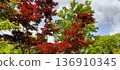 伏見稻荷大社內的秋葉 136910345