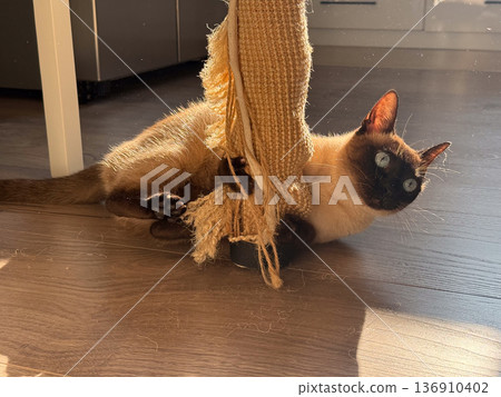 Siamese cat scratching sisal post in warm sunlight at home. Playfulness, instinct behavior, pet activity and domestic lifestyle Siamese cat scratching sisal post in warm sunlight at home. Playfulness, instinct behavior, pet activity and domestic lifestyle 136910402