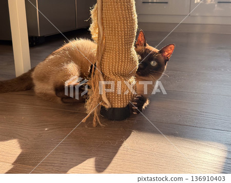 Siamese cat scratching sisal post in warm sunlight at home closeup. Playfulness, instinct behavior, pet activity and domestic lifestyle Siamese cat scratching sisal post in warm sunlight at home closeup. Playfulness, instinct behavior, pet activity and domestic lifestyle 136910403