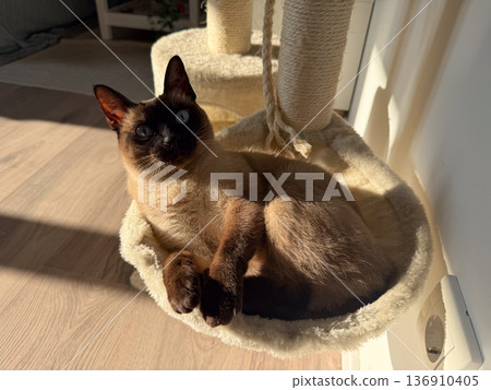 Siamese cat relaxing in hammock on scratching post at home. Domestic comfort, sunlight warmth, pet care, and peaceful lifestyle concept. 136910405
