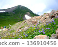 Alpine plants blooming on Mount Norikura in summer and climbers (Northern Alps, Gifu Prefecture) 136910456