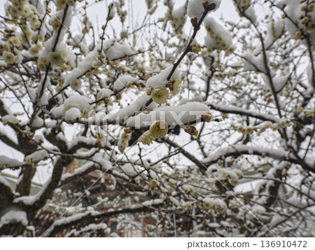 The beauty of plum blossoms in the snow, white snow falling on white plum blossoms 136910472
