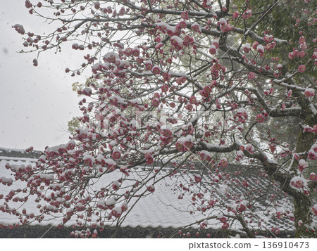Snow-covered Kyoto shrine with red plum blossoms blooming against the backdrop of the shrine building Snow-covered Kyoto shrine with red plum blossoms blooming against the backdrop of the shrine building 136910473