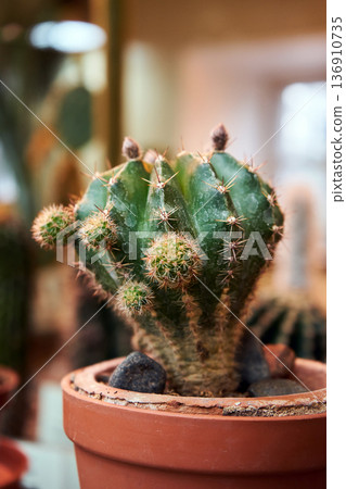 Echinopsis oxygona cactus in a pot. Growing succulent plant for botanical garden decor. Exotic nature and home gardening concept. Echinopsis oxygona cactus in a pot. Growing succulent plant for botanical garden decor. Exotic nature and home gardening concept. 136910735