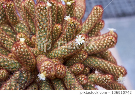 Close-up of a green cactus with visible spines and small white flowers. Succulent plant with tiny blossoms for botanical garden. 136910742
