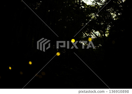 Fireflies dancing wildly - summer image Fireflies dancing wildly - summer image 136910898