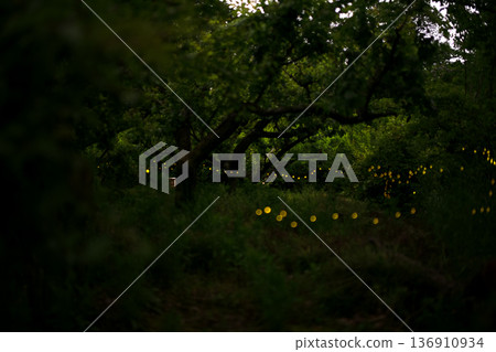Fireflies dancing wildly - summer image 136910934