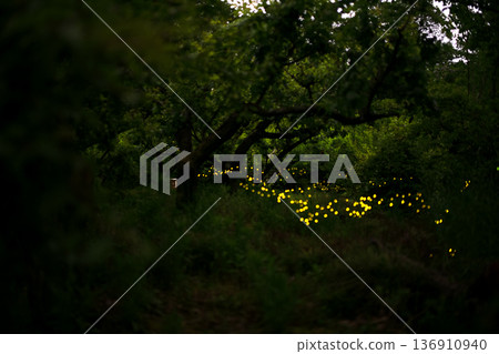 Fireflies dancing wildly - summer image Fireflies dancing wildly - summer image 136910940