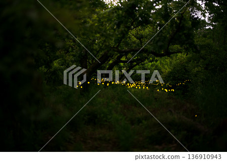 螢火蟲翩翩起舞-夏日景象 螢火蟲翩翩起舞-夏日景象 136910943