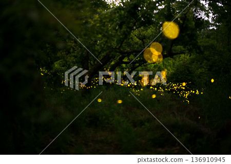螢火蟲翩翩起舞-夏日景象 螢火蟲翩翩起舞-夏日景象 136910945