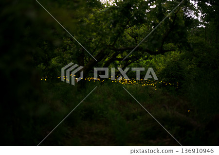 螢火蟲翩翩起舞-夏日景象 螢火蟲翩翩起舞-夏日景象 136910946