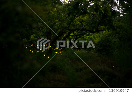 Fireflies dancing wildly - summer image 136910947
