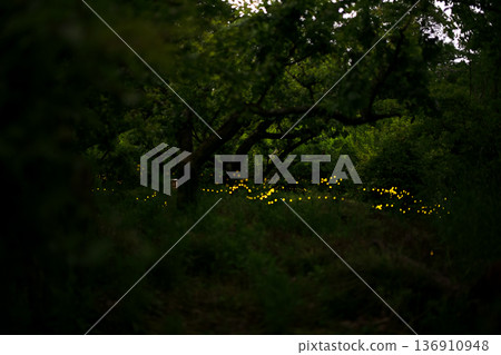 Fireflies dancing wildly - summer image Fireflies dancing wildly - summer image 136910948