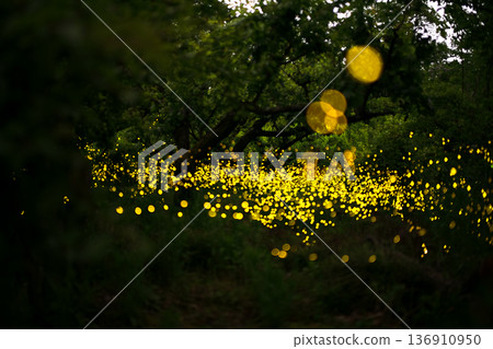 Fireflies dancing wildly - summer image 136910950