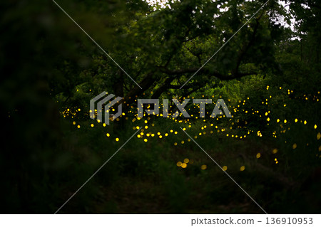 螢火蟲翩翩起舞－夏日景象 136910953