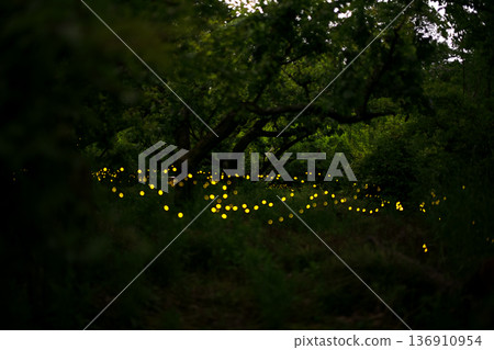 螢火蟲翩翩起舞－夏日景象 136910954